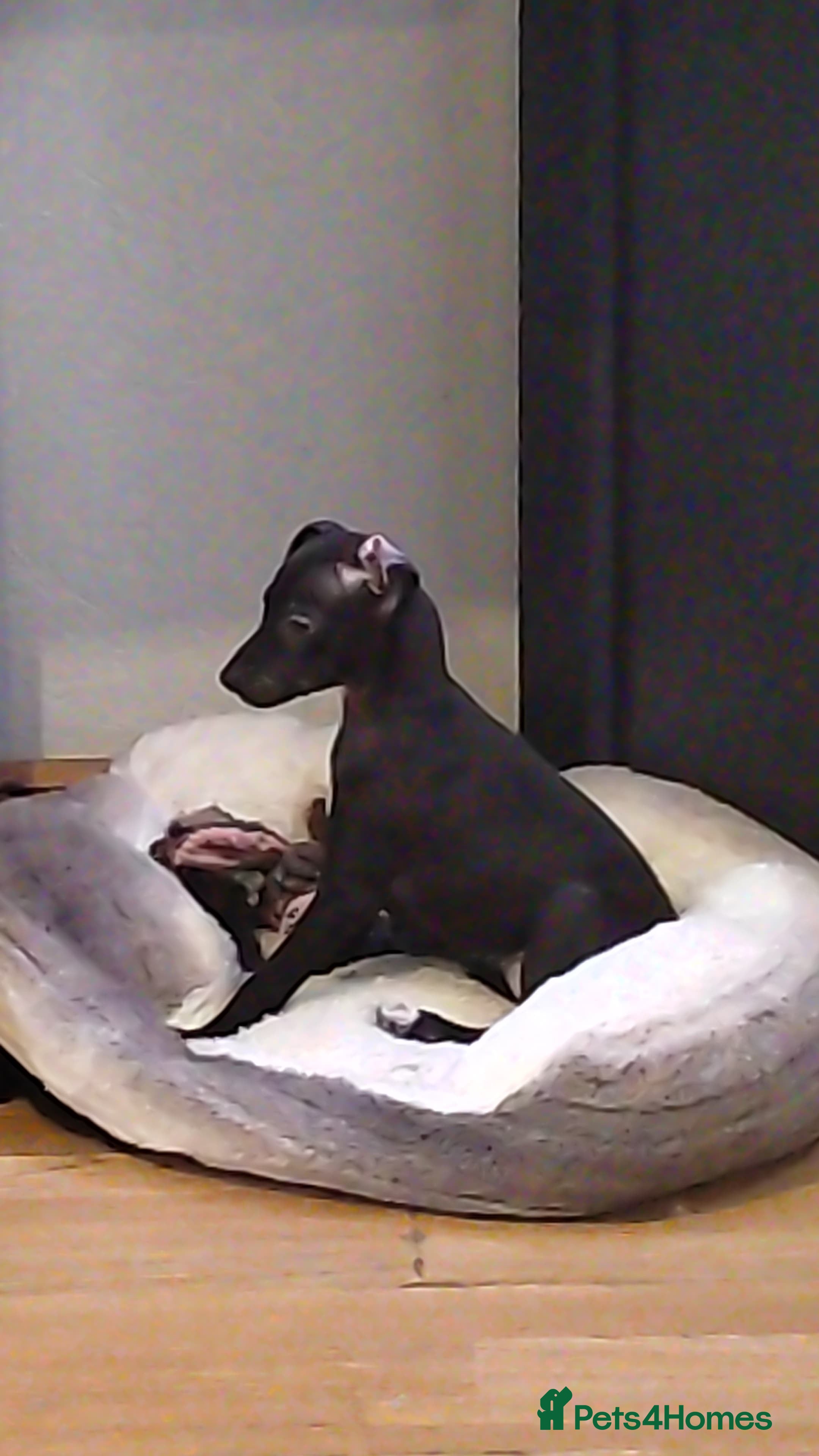 Italian Greyhound dogs Last girl left Full bred Italian greyhound - Advert 1