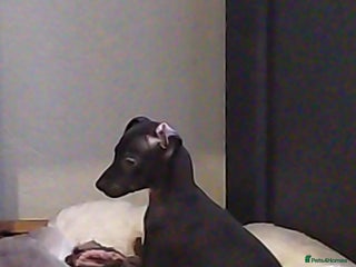 Italian Greyhound dogs Last girl left Full bred Italian greyhound - Advert 16