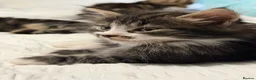 Mixed Breed cats for sale: BEAUTIFUL HOME REARED TABBY KITTENS ready 19/08/26 - Advert 37