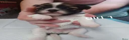 Lhasa Apso dogs for sale: Stunning litter of Lhasa-Apso pups - Advert 3