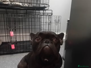 French Bulldog dogs - Advert 2