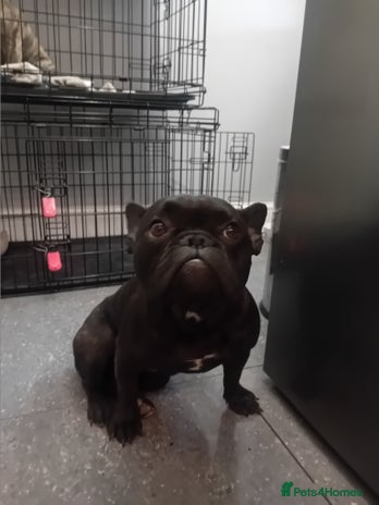 French Bulldog dogs - Advert 1