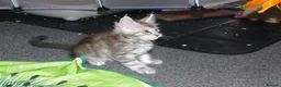 Maine Coon cats for sale: Stunning Mainecoon kittens  - Advert 11