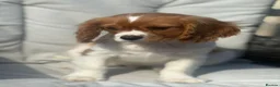 Cavalier King Charles Spaniel dogs for sale: Cavalier King Charles spaniel puppies READY NOW! in Uttoxeter - Advert 5