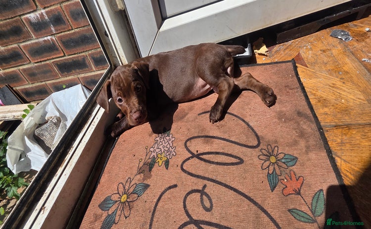 Patterdale Terrier dogs - Advert 1