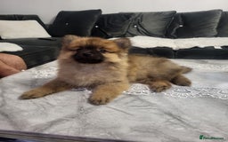 Pomeranian dogs for sale: 1 Teddy Bear  miniature  pomeranian  puppy  in Leicester - Image 10