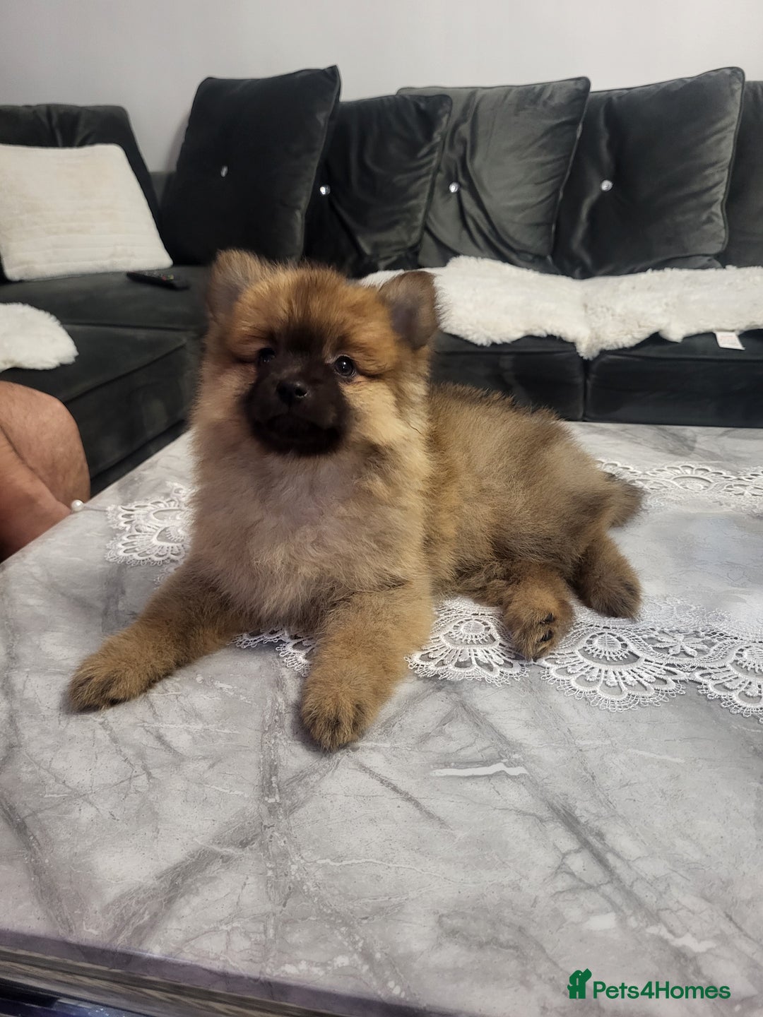 Pomeranian dogs for sale: 1 Teddy Bear  miniature  pomeranian  puppy  in Leicester - Image 10