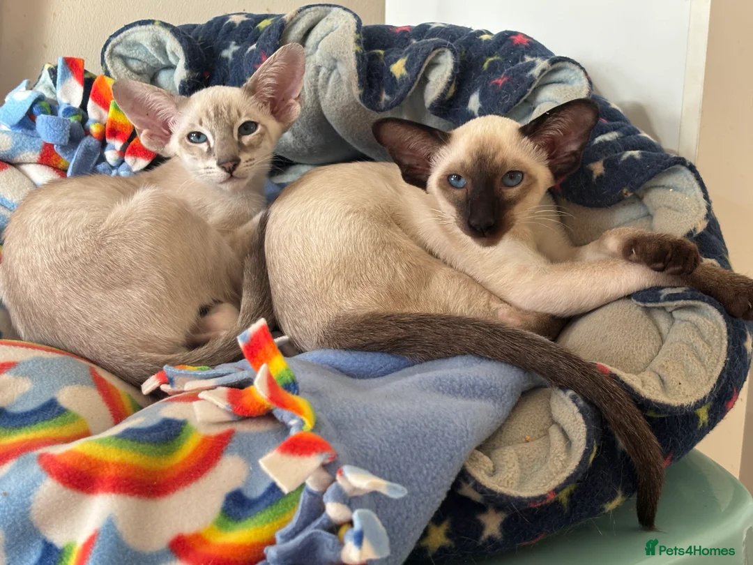 Siamese cats for sale: GCCf registered/show champion bloodlines in Cupar - Advert 1