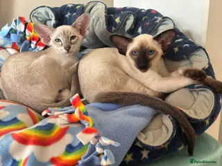 Siamese cats GCCf registered/show champion bloodlines in Cupar - Advert 3