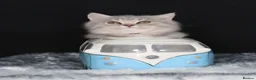 British Shorthair cats for sale: Tica registered British Shorthair kittens  - Advert 9