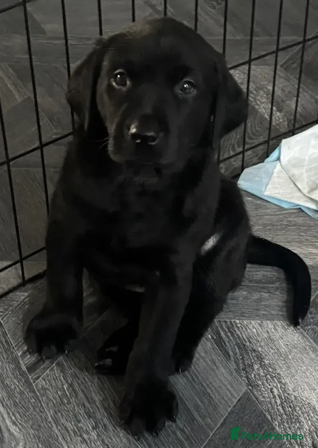 Labrador Retriever dogs for sale: *READY 30/7/26, KC Reg Black Labrador Puppies* - Advert 1