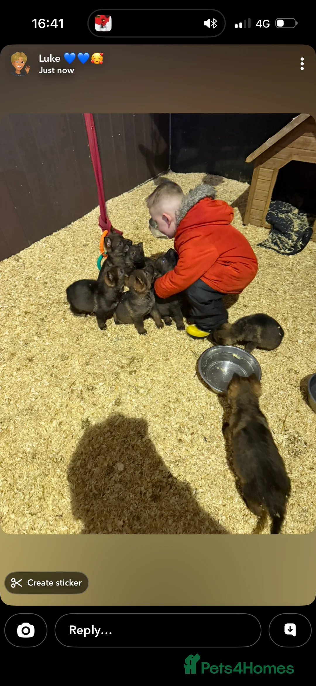 German Shepherd dogs for sale: Short hair Czech German shepards  - Advert 3