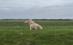 Mixed Breed dogs for sale: Sandy - Advert 10