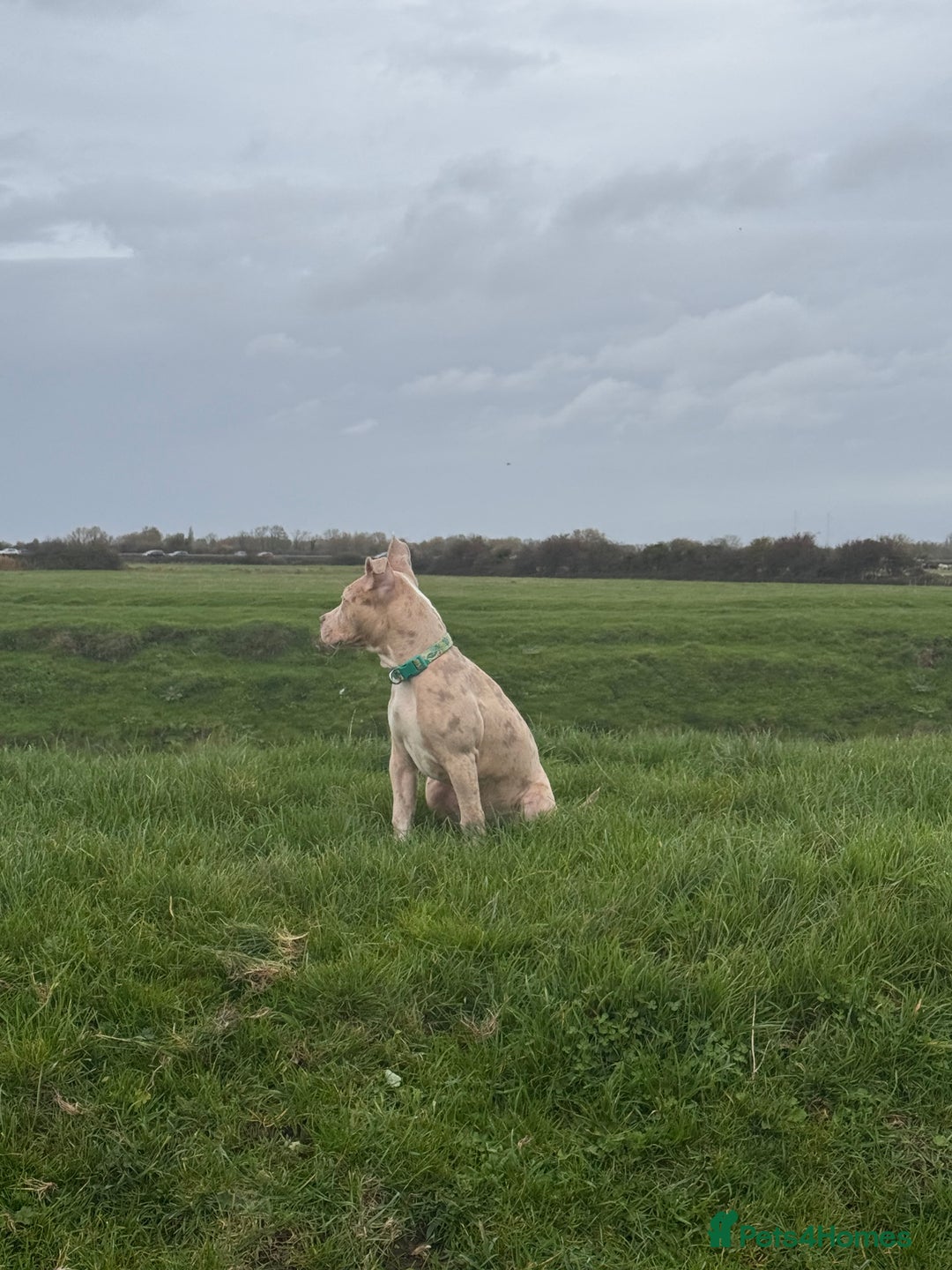 Mixed Breed dogs for sale: Sandy - Advert 10