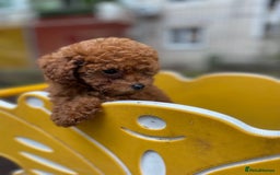 Toy Poodle dogs for sale: Poodle Toy Puppy calm, gentle, with full doc. - Image 7