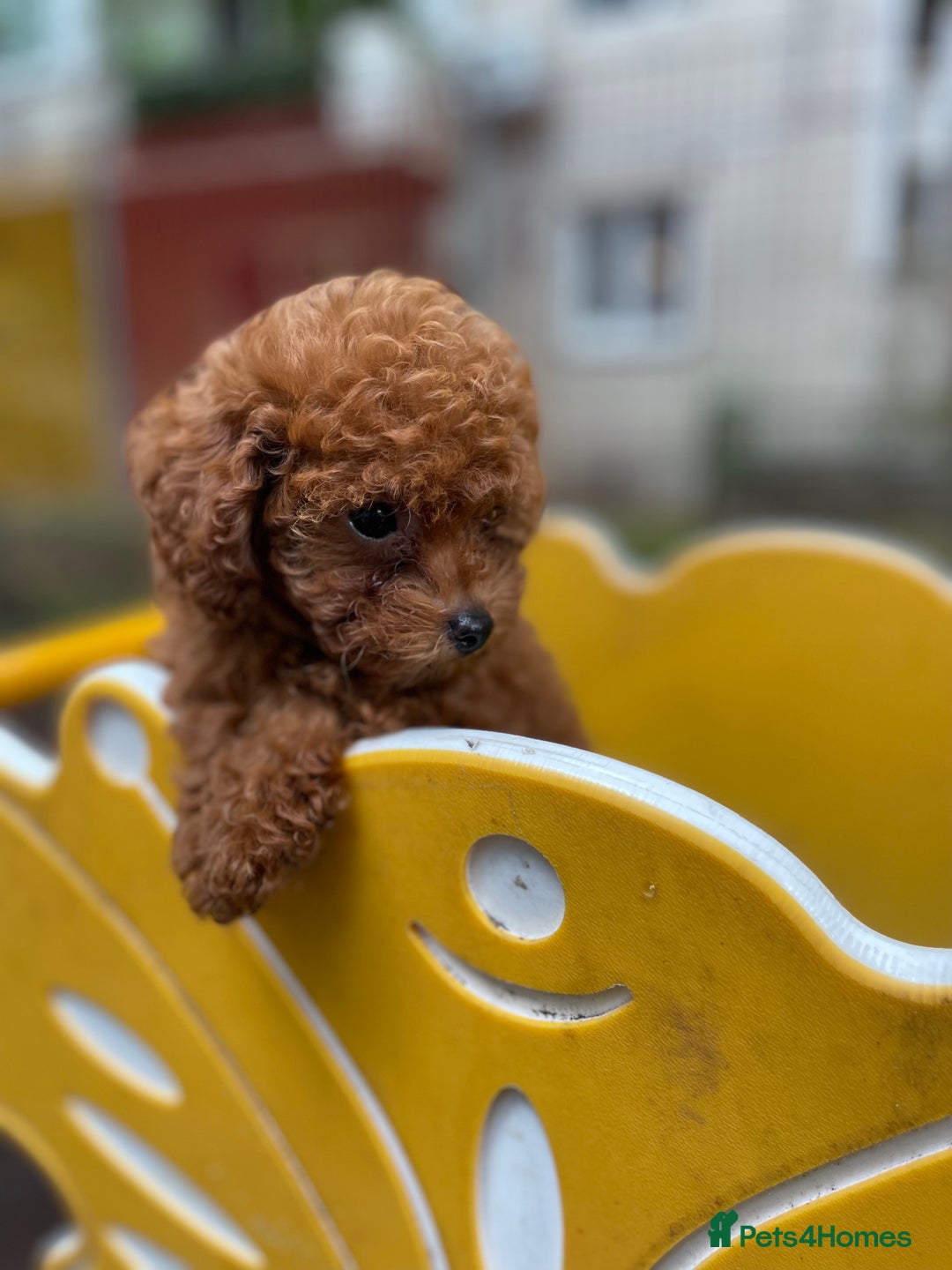 Toy Poodle dogs for sale: Poodle Toy Puppy calm, gentle, with full doc. - Image 7