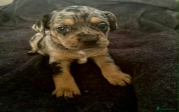 Mixed Breed dogs for sale: Beautiful Frenchie cross dachshund puppies   - Image 18