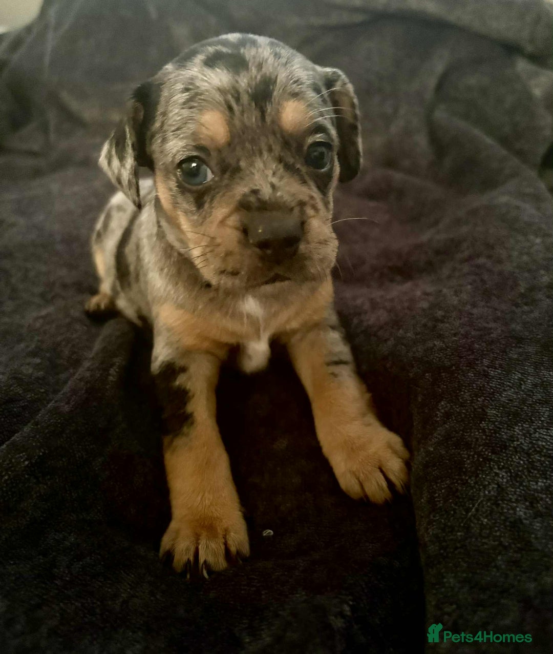 Mixed Breed dogs for sale: Beautiful Frenchie cross dachshund puppies   - Image 18