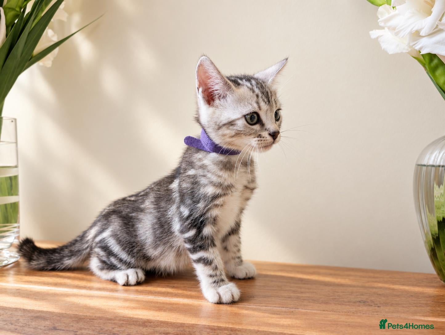 Bengal cats TICA Marble Bengal Kittens, Health Tested ❤️ - Advert 2