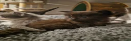 Norwegian Forest Cat cats for sale: Ragdoll x Norwegian forest kittens - Advert 9