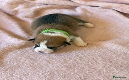 Welsh Corgi Pembroke dogs for sale: Quality Corgi puppies available to loving homes - Image 14