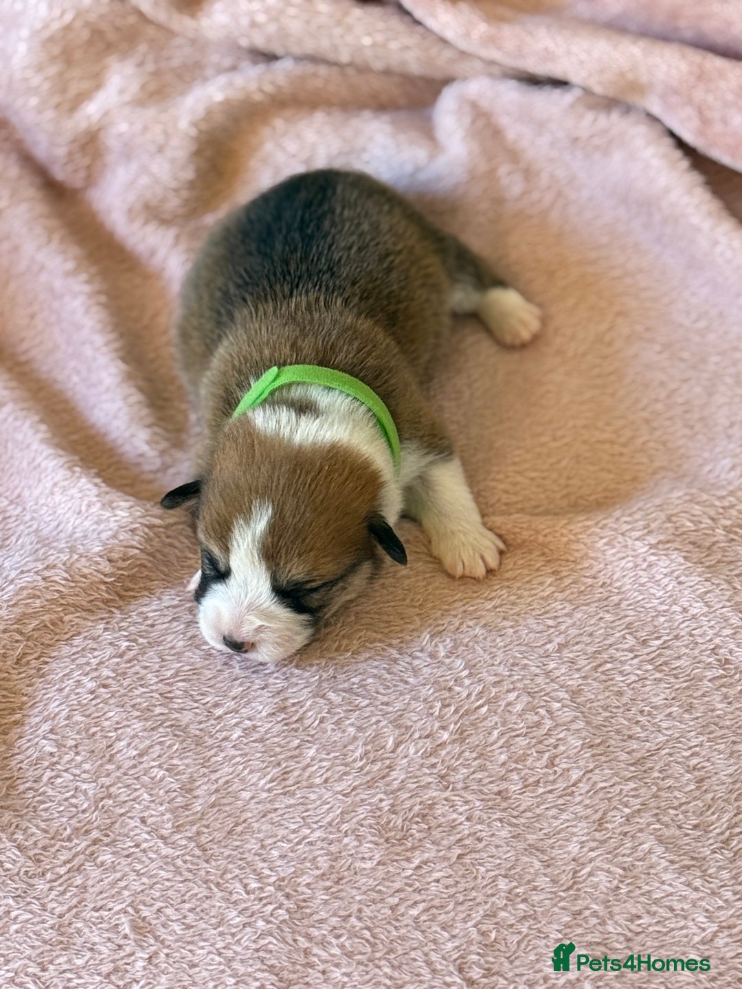 Welsh Corgi Pembroke dogs for sale: Quality Corgi puppies available to loving homes - Image 14