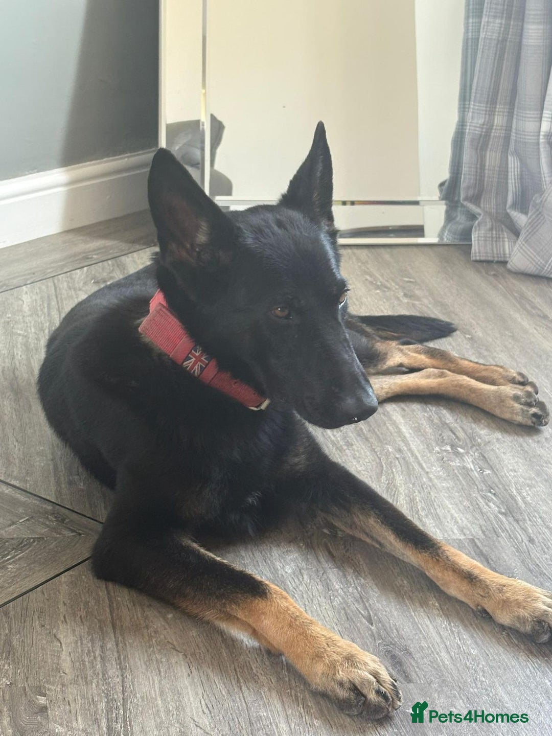 Mixed Breed dogs for sale: Stunning Wheaton bull cross girls - Image 13