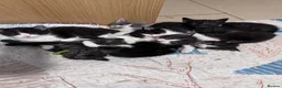Mixed Breed cats for sale: 5 BBSH x mixed kittens black white grey - Advert 3