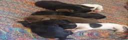 Cocker Spaniel dogs for sale: Beautiful Cocker Spaniel puppies  in Sheffield - Advert 15
