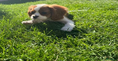 Cavalier King Charles Spaniel dogs - Advert 1