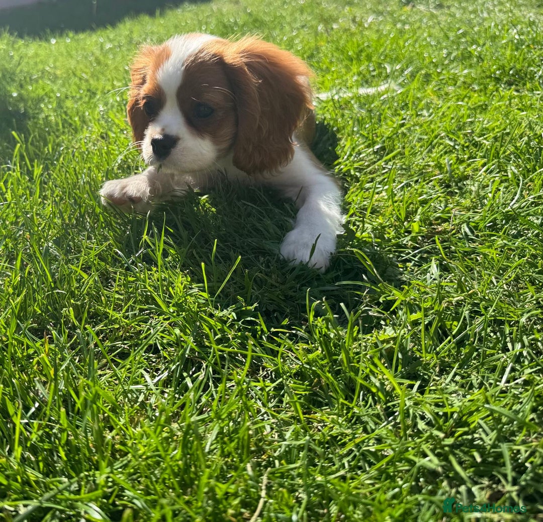 Cavalier King Charles Spaniel dogs for sale: CAVALIER KING CHARLES PUPPY – KC REG & DNA TESTED - Image 3