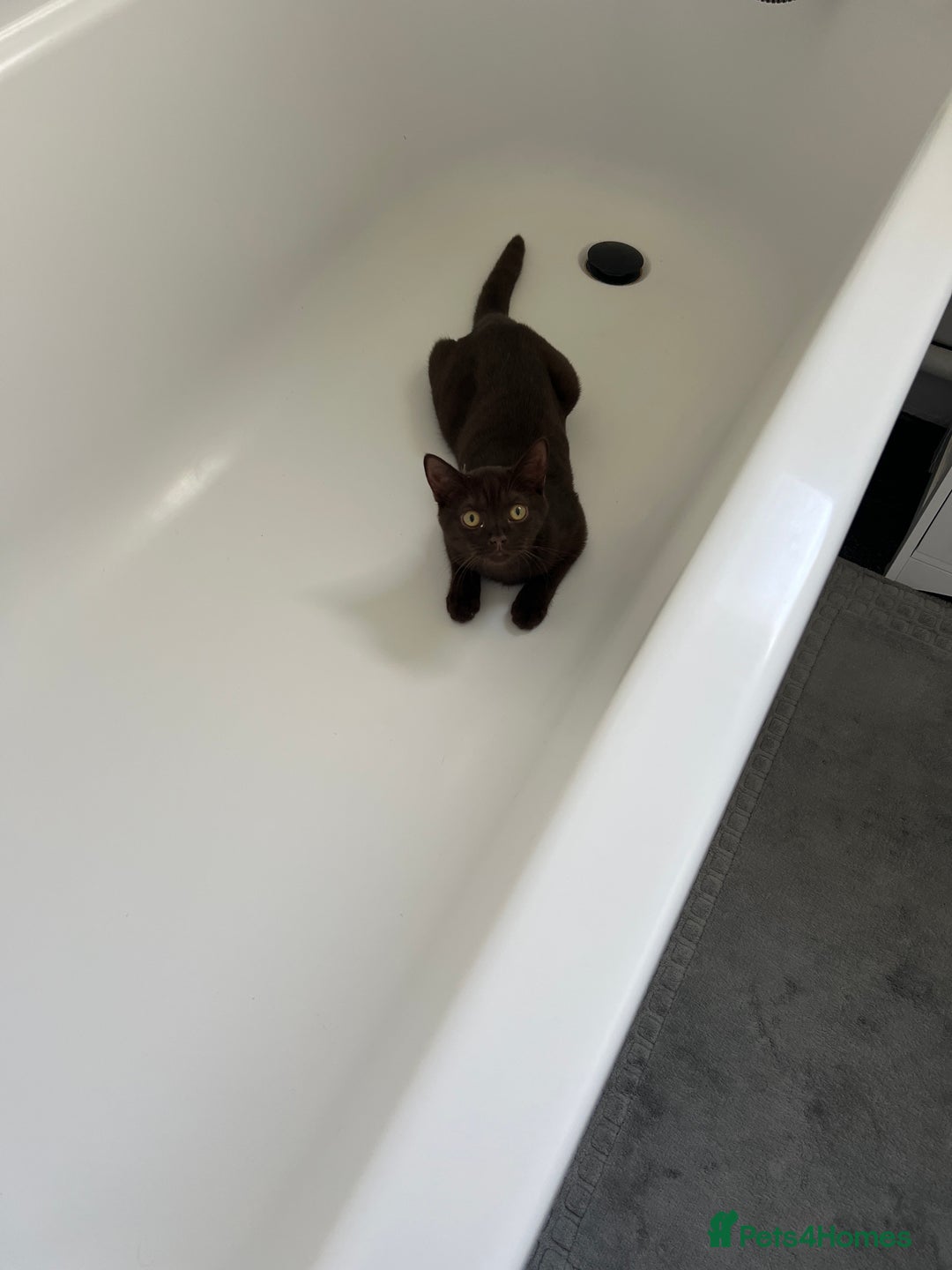 British Shorthair cats for sale: 6 month old female kitten  - Image 2