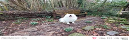Samoyed dogs for stud: KC Registered Samoyed Male Available for Stud - Advert 11