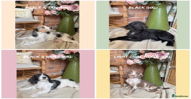 Mixed Breed dogs in Rhayader - Advert 4