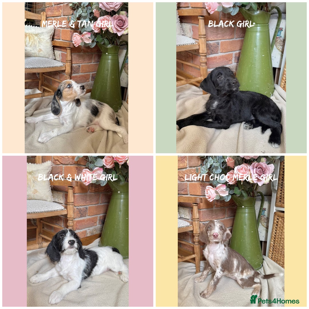 Mixed Breed dogs for sale: ☀️PERFECT POOGLES (beagleXminiature poodle)☀️ in Rhayader - Image 2