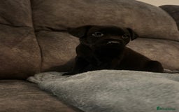 Mixed Breed dogs for sale: Beautiful Labrador cross puppies🐶 - Image 9