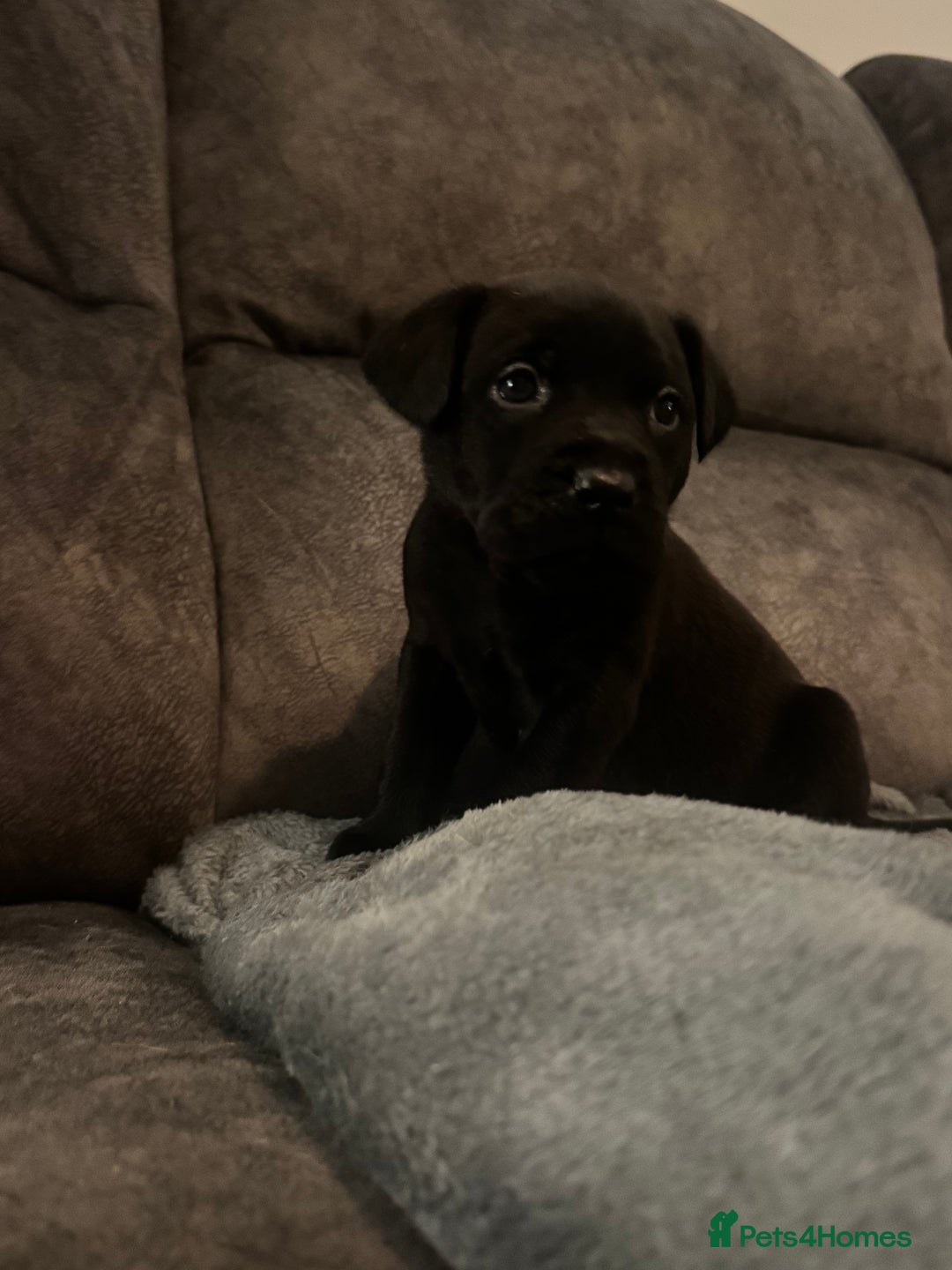 Mixed Breed dogs for sale: Beautiful Labrador cross puppies🐶 - Image 9