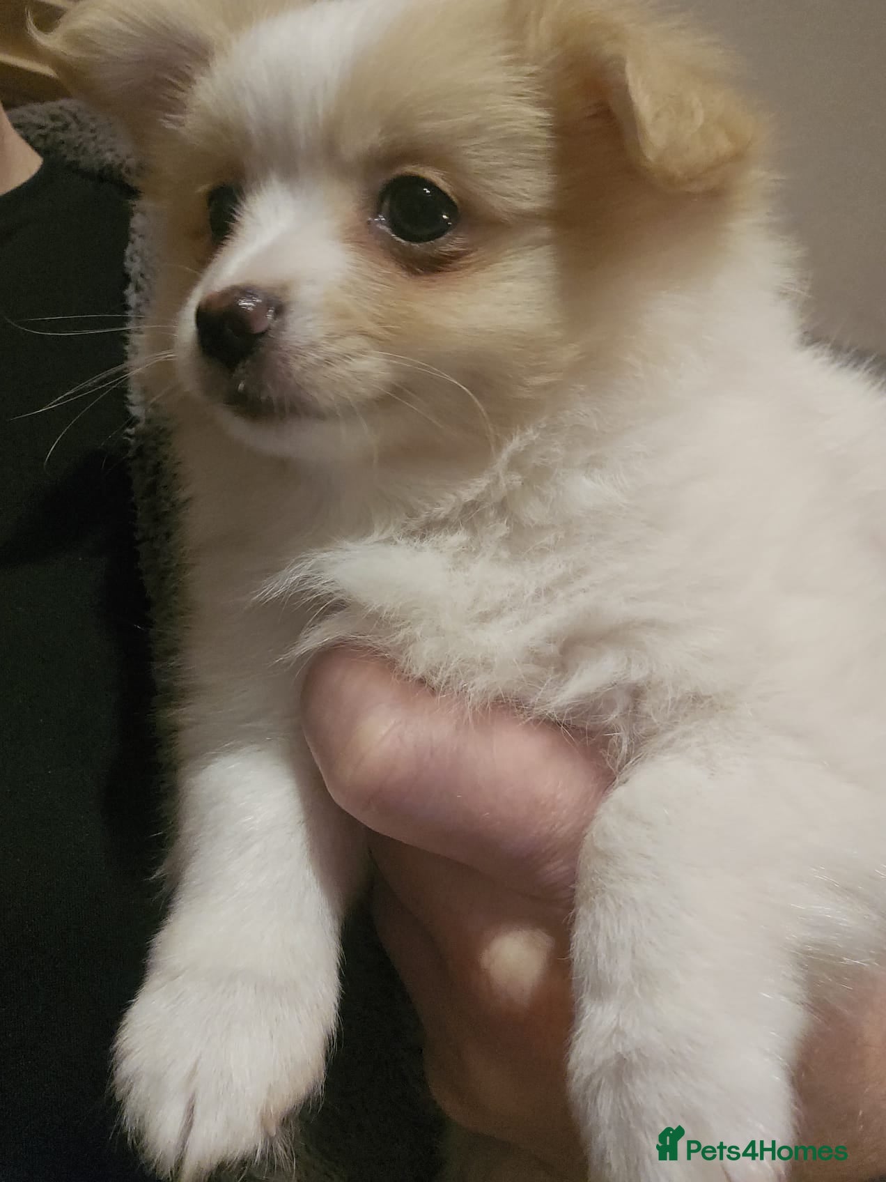 Pomchi dogs 🐻 Fluffy Rainbow Pomchis 🌈 - Advert 2