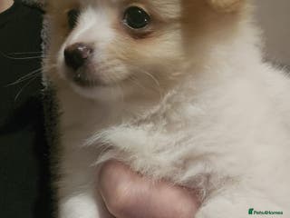 Pomchi dogs 🐻 Fluffy Rainbow Pomchis 🌈 - Advert 3