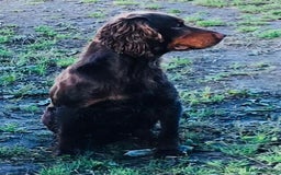 Cocker Spaniel dogs for sale: Cocker spaniel puppies (show type X working dog)  - Image 12