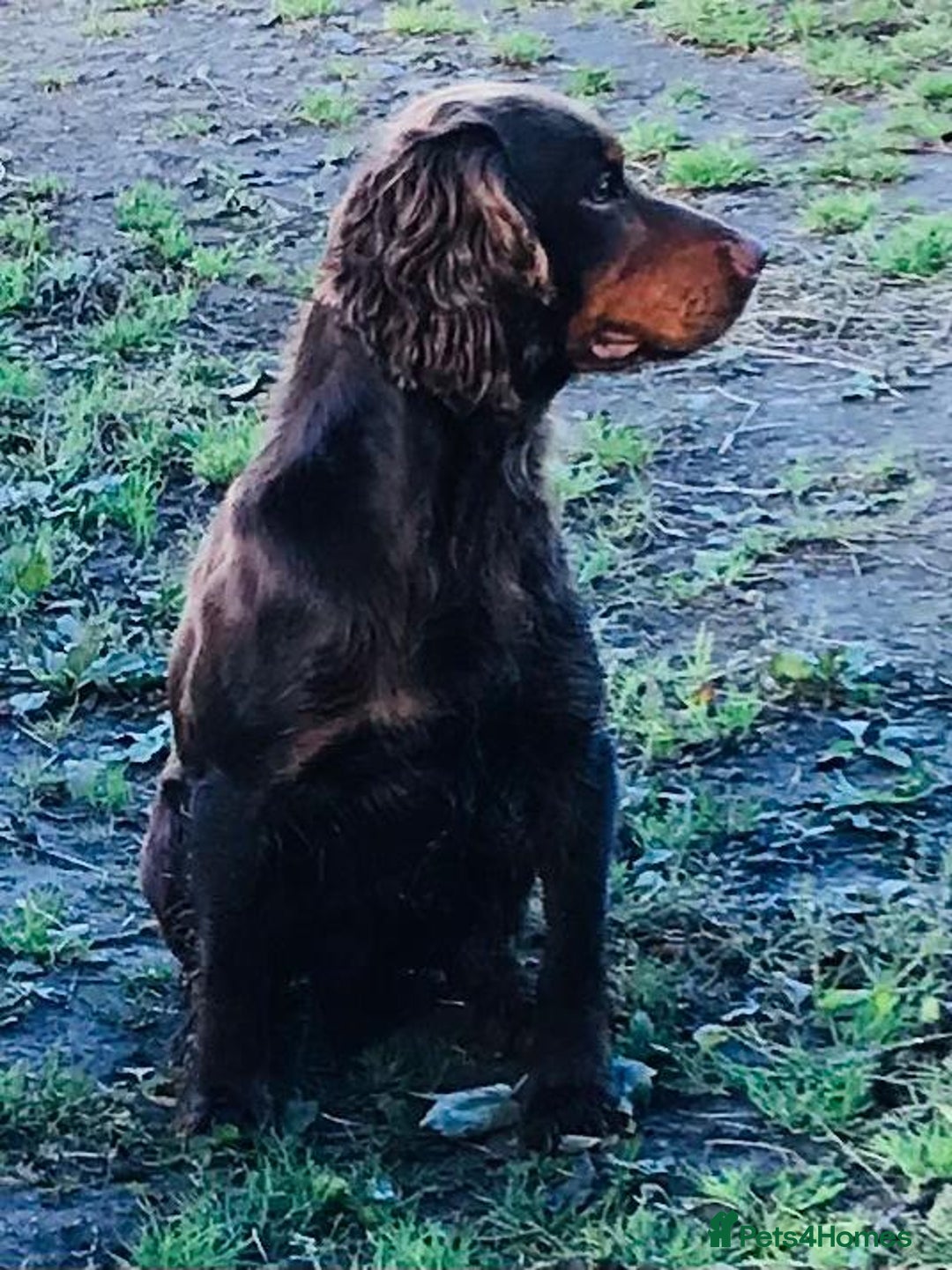 Cocker Spaniel dogs for sale: Cocker spaniel puppies (show type X working dog)  - Image 12
