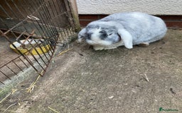 Mini Lop rabbits for sale: Mini lop for new home hutch and equipment included - Image 9