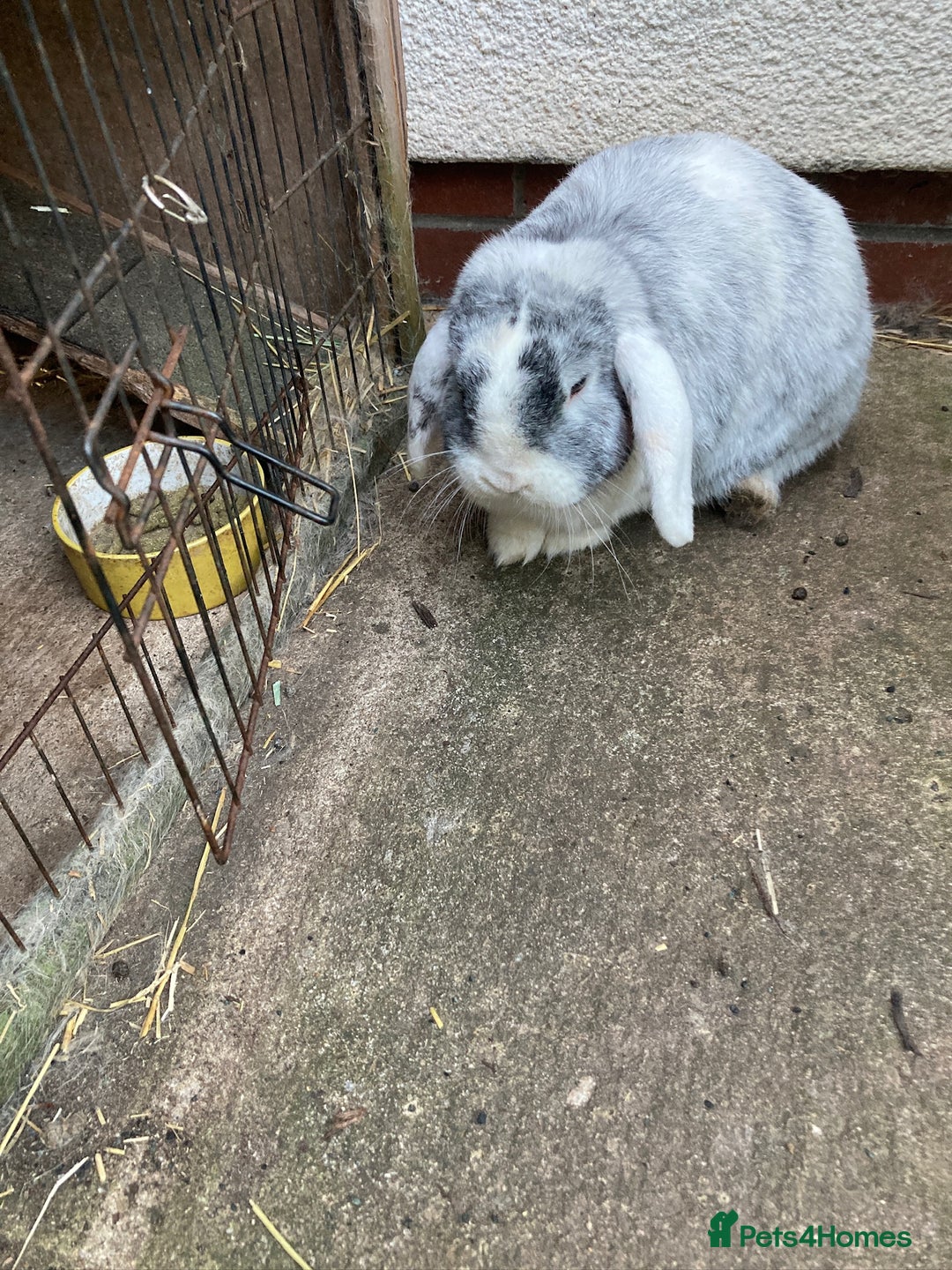 Mini Lop rabbits for sale: Mini lop for new home hutch and equipment included - Image 9