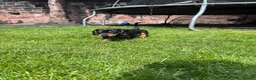 Miniature Dachshund dogs for sale: 3 gorgeous miniature Dachshunds. 🐶 READY TO GO!  - Advert 5