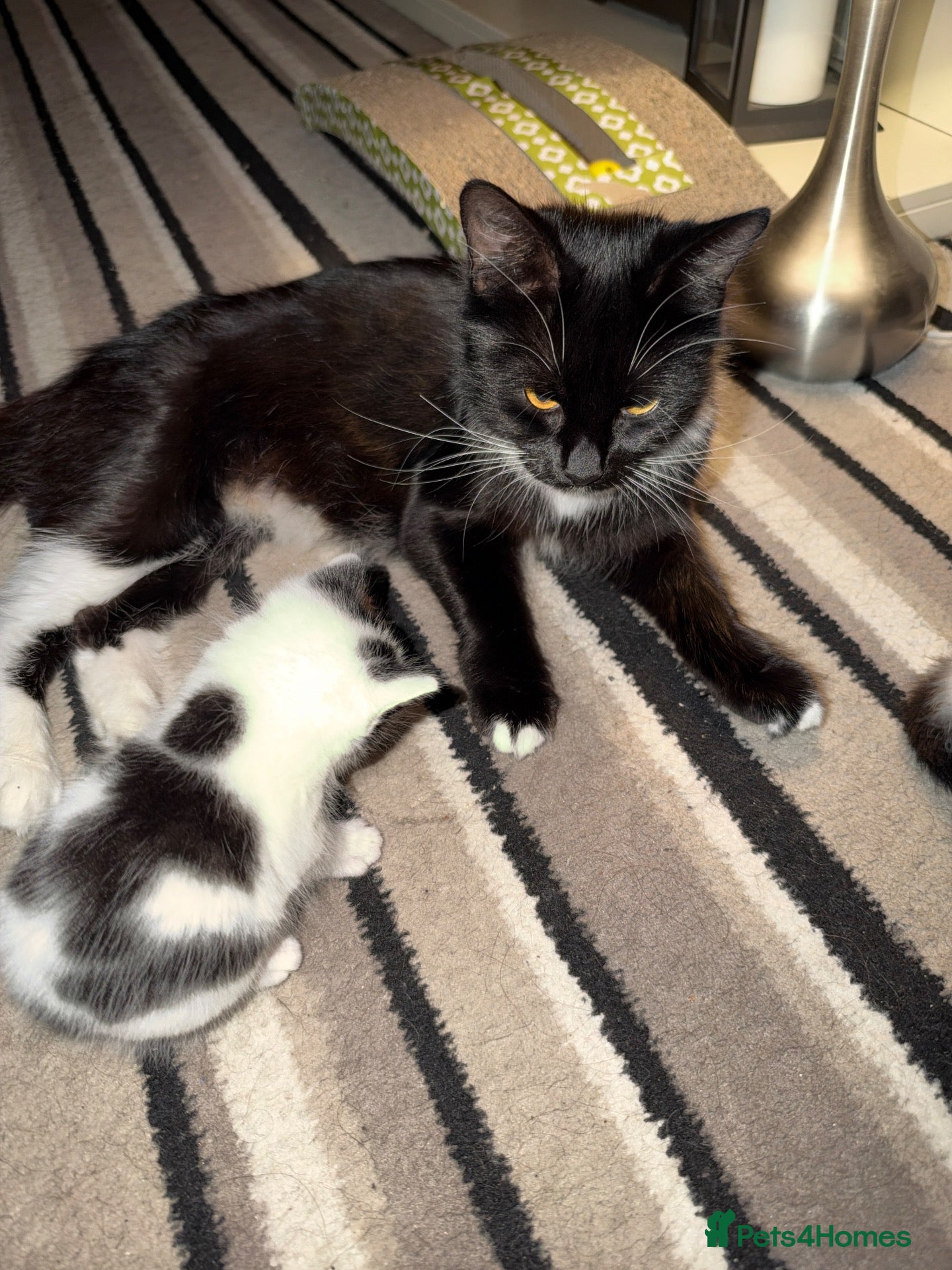Mixed Breed cats Black & white kitten  - Advert 1