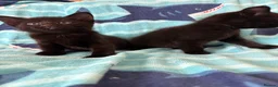 Mixed Breed cats for sale: Kittens, black and white - Advert 36