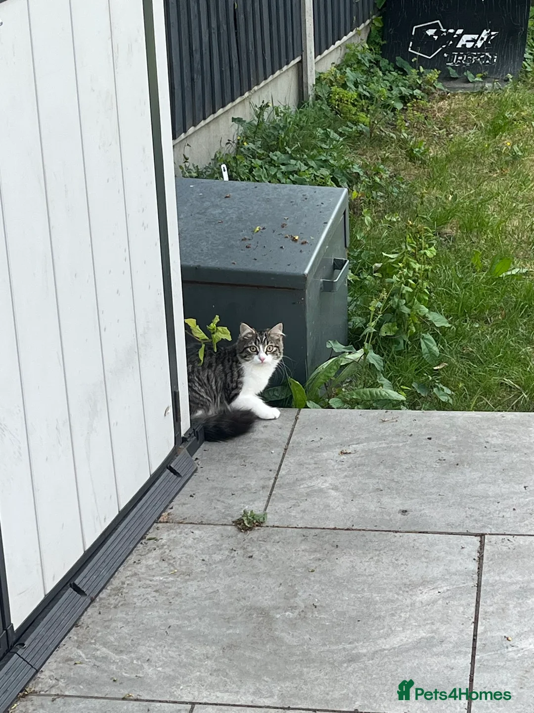 Mixed Breed cats for sale: Adorable Kitten ready for forever home in London - Advert 2