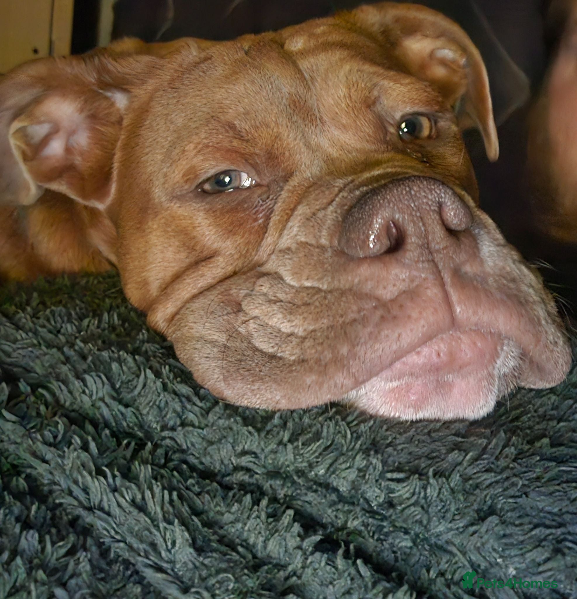 Olde English Bulldogge dogs Xena beautiful olde English bulldogge  - Advert 10