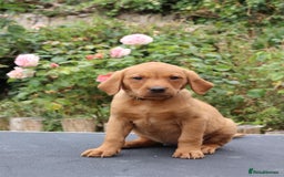Labrador Retriever dogs for sale: Health Tested Fox Red Puppies for Sale - Image 11
