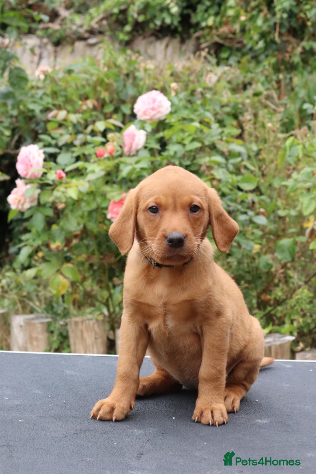 Labrador Retriever dogs for sale: Health Tested Fox Red Puppies for Sale - Image 11